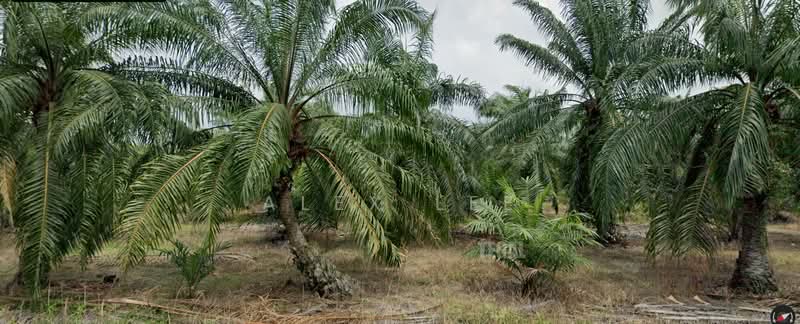Residential Land for Sale in Kuala Selangor (Selangor) - Alex Lee - Exterior - PropertyGuru.com.my