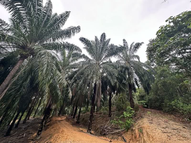 Agricultural Land for Sale in Masjid Tanah (Melaka) - Ramona Tan - Exterior - PropertyGuru.com.my