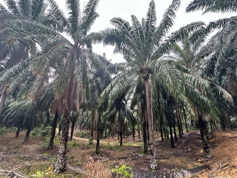 Agricultural Land for Sale in Masjid Tanah (Melaka) - Ramona Tan - PropertyGuru.com.my