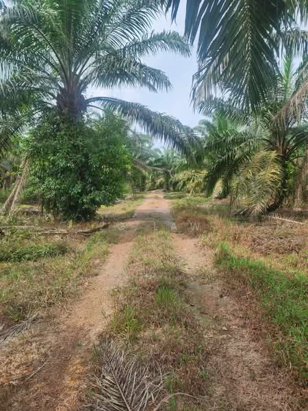 Tanah Pertanian untuk Dijual di Kampung Lapis Semarang (Parit Raja) - ZG Law - PropertyGuru.com.my