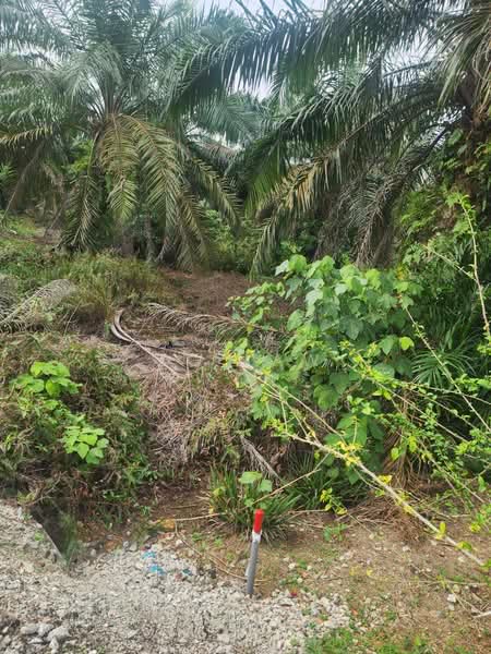 Tanah Pertanian untuk Dijual di Kampung Lapis Semarang (Parit Raja) - ZG Law - PropertyGuru.com.my