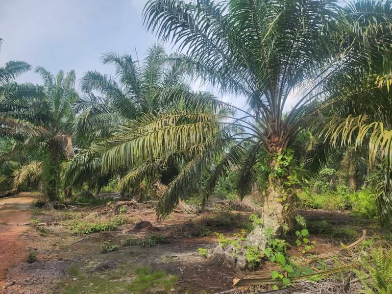 Tanah Pertanian untuk Dijual di Kampung Lapis Semarang (Parit Raja) - ZG Law - PropertyGuru.com.my