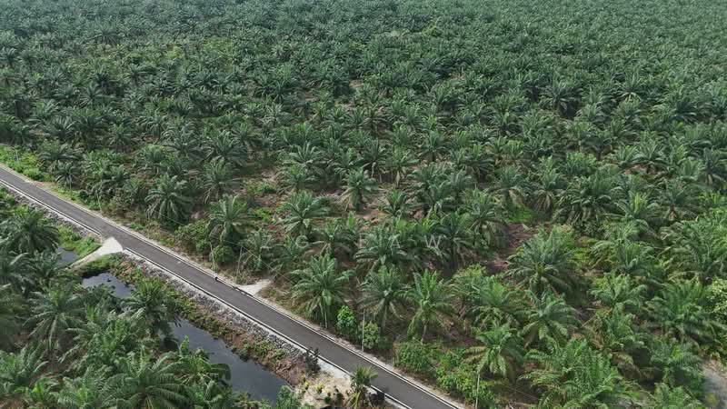 Tanah Pertanian untuk Dijual di Kampung Lapis Semarang (Parit Raja) - ZG Law - PropertyGuru.com.my