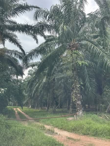 Agricultural Land for Sale in Kampung Sri Cheeding (Jenjarom) - KS Yeo - Exterior - PropertyGuru.com.my