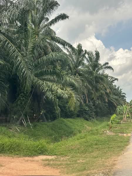 Agricultural Land for Sale in Kampung Sri Cheeding (Jenjarom) - KS Yeo - Exterior - PropertyGuru.com.my