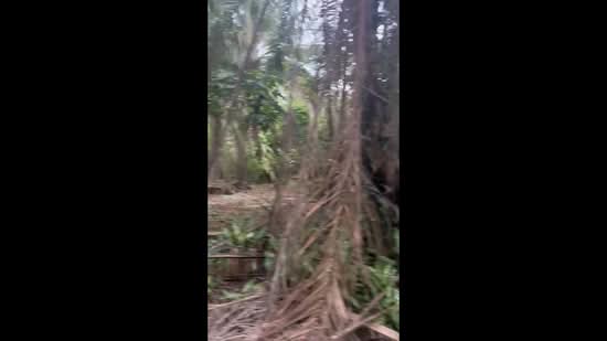 Tanah Pertanian untuk Dijual di Pekan Nanas (Johor) - Jack Wong - PropertyGuru.com.my