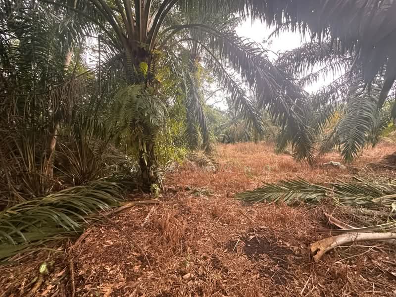 Tanah Pertanian untuk Dijual di Pekan Nanas (Johor) - Jack Wong - Exterior - PropertyGuru.com.my