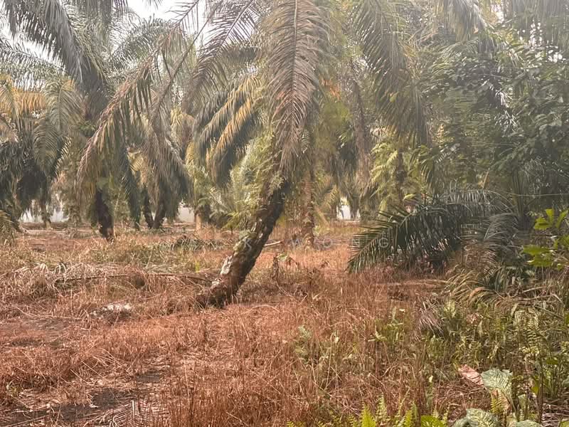 Tanah Pertanian untuk Dijual di Pekan Nanas (Johor) - Jack Wong - Garden - PropertyGuru.com.my