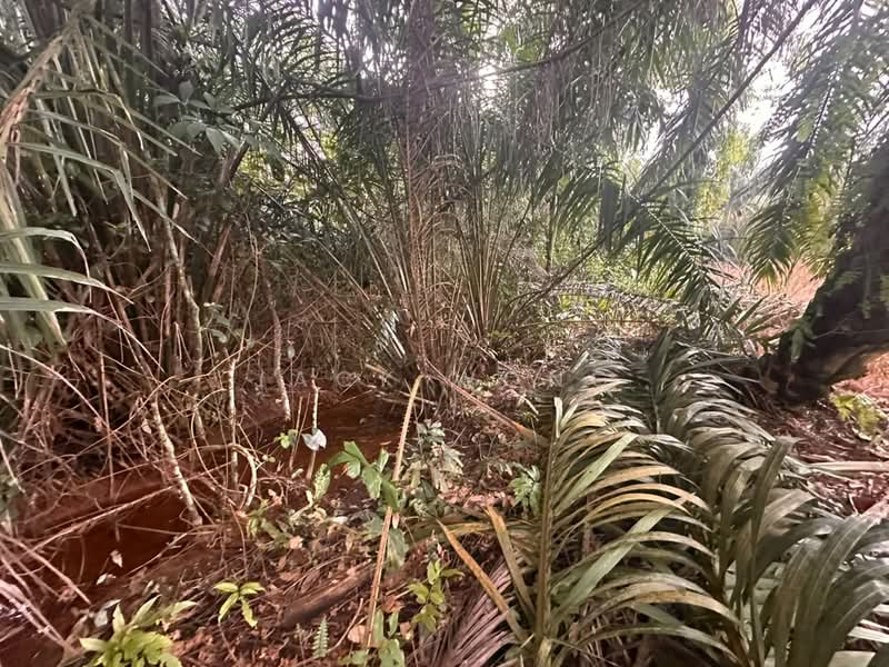 Tanah Pertanian untuk Dijual di Pekan Nanas (Johor) - Jack Wong - Exterior - PropertyGuru.com.my
