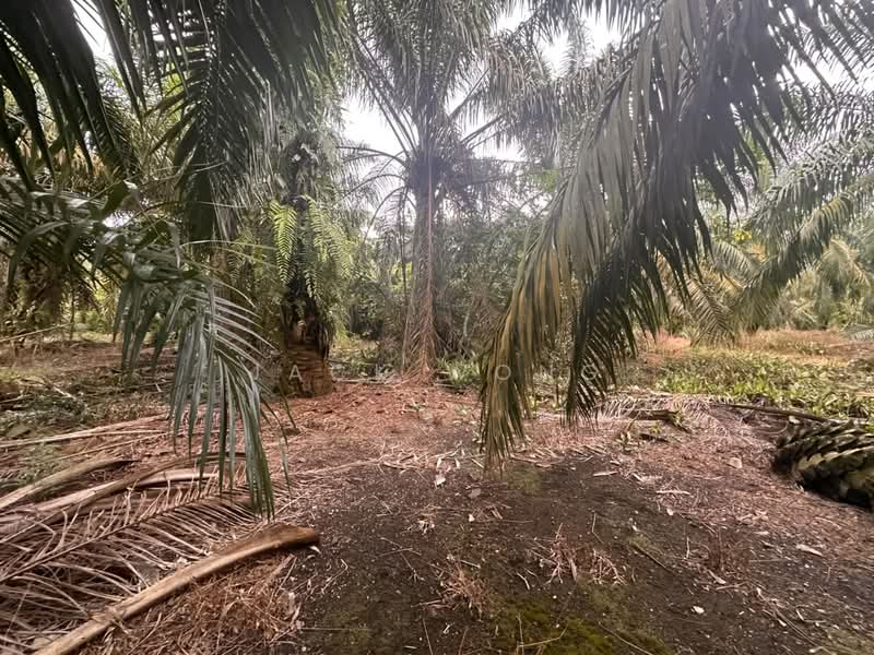 Tanah Pertanian untuk Dijual di Pekan Nanas (Johor) - Jack Wong - Exterior - PropertyGuru.com.my