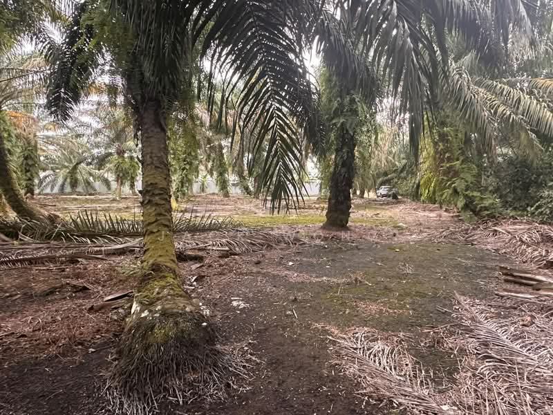 Tanah Pertanian untuk Dijual di Pekan Nanas (Johor) - Jack Wong - Exterior - PropertyGuru.com.my