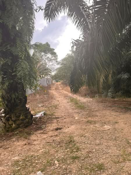 Tanah Pertanian untuk Dijual di Pekan Nanas (Johor) - Jack Wong - Exterior - PropertyGuru.com.my