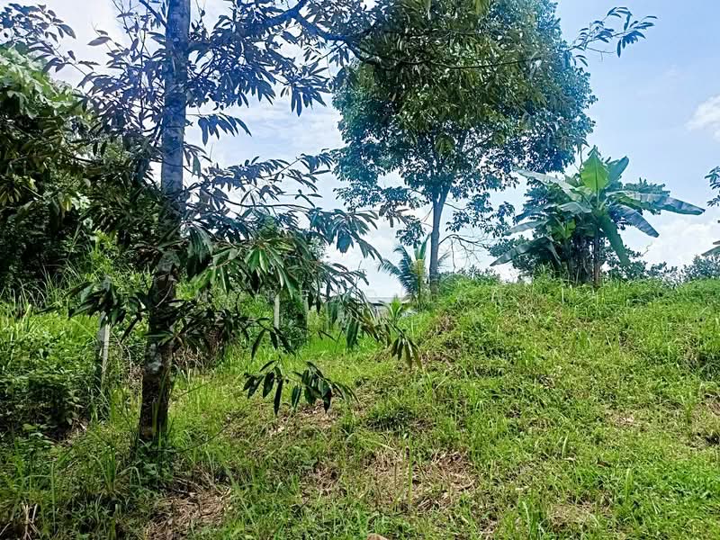 Agricultural Land for Sale in Kerling (Selangor) - NORFADILAH ZAINUDDIN - Garden - PropertyGuru.com.my