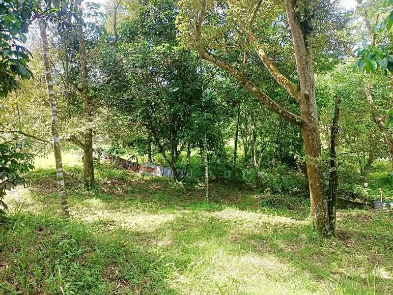 Agricultural Land for Sale in Kerling (Selangor) - NORFADILAH ZAINUDDIN - Garden - PropertyGuru.com.my