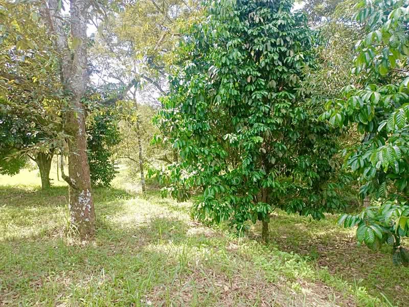 Agricultural Land for Sale in Kerling (Selangor) - NORFADILAH ZAINUDDIN - Garden - PropertyGuru.com.my