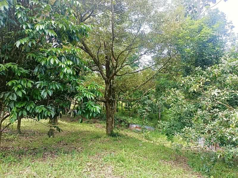 Agricultural Land for Sale in Kerling (Selangor) - NORFADILAH ZAINUDDIN - Garden - PropertyGuru.com.my
