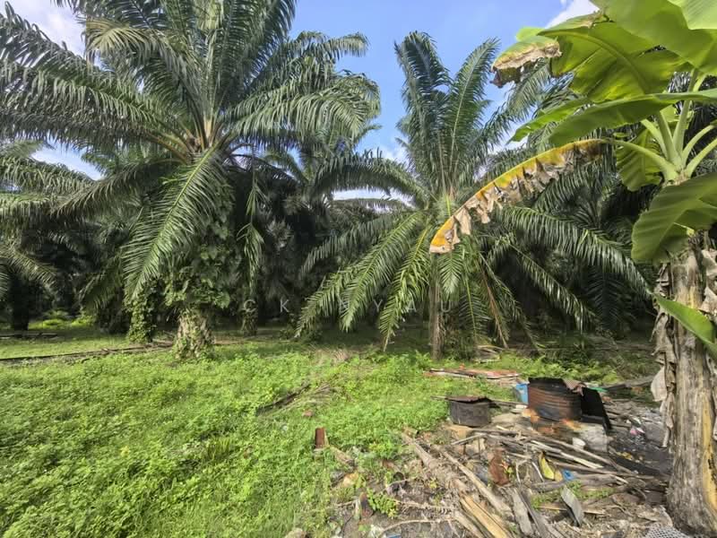 Agricultural Land for Sale in Ipoh (Perak) - Ck Nyau - PropertyGuru.com.my