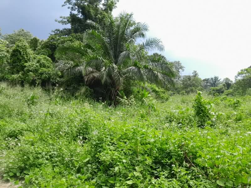 Tanah Pertanian untuk Disewa di Bandar Rinching (Semenyih) - Chong . - Garden - PropertyGuru.com.my