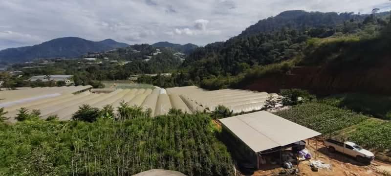 Tanah Pertanian untuk Disewa di Brinchang (Pahang) - SK Kok - PropertyGuru.com.my