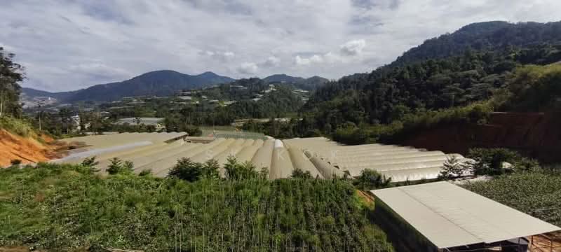 Tanah Pertanian untuk Disewa di Brinchang (Pahang) - SK Kok - PropertyGuru.com.my