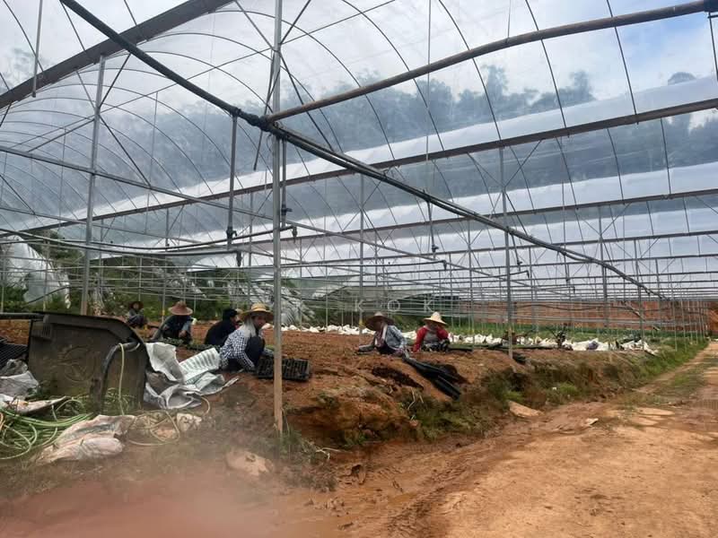 Tanah Pertanian untuk Disewa di Brinchang (Pahang) - SK Kok - PropertyGuru.com.my