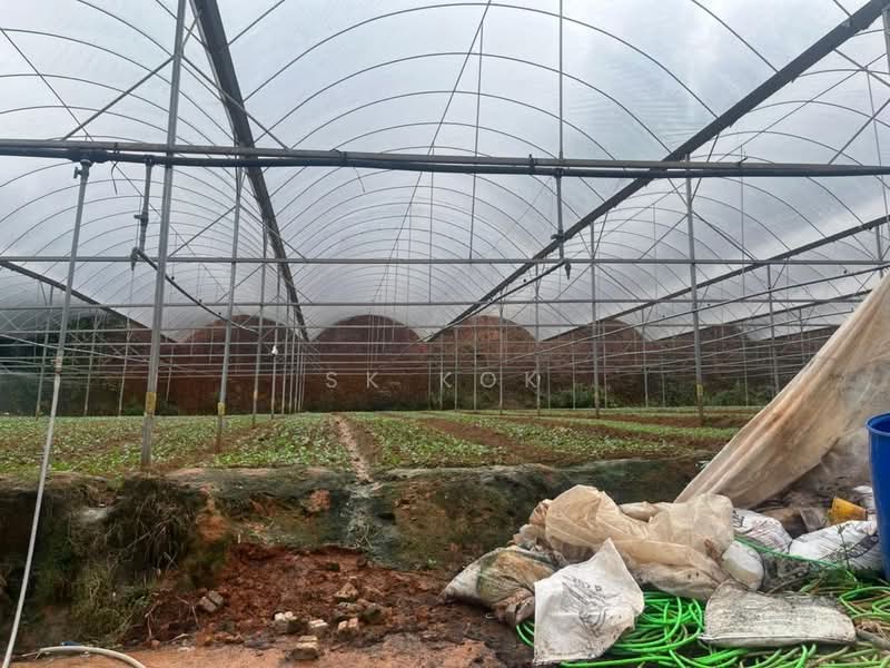 Tanah Pertanian untuk Disewa di Brinchang (Pahang) - SK Kok - PropertyGuru.com.my