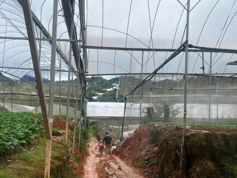 Tanah Pertanian untuk Disewa di Brinchang (Pahang) - SK Kok - PropertyGuru.com.my