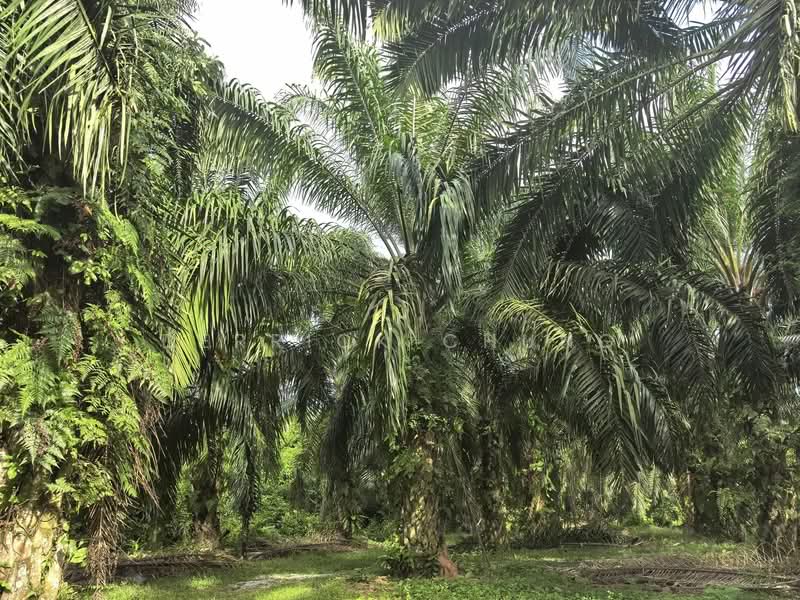 Agricultural Land for Sale in Bercham (Ipoh) - Derrick Chung - Exterior - PropertyGuru.com.my