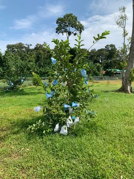 Residential Land for Sale in Ulu Yam (Selangor) - Orange Tang - Garden - PropertyGuru.com.my