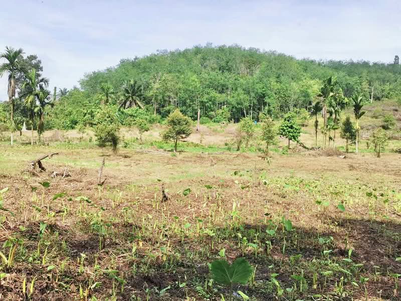 Tanah Pertanian untuk Dijual di Junjong (Kedah) - St Seah - Garden - PropertyGuru.com.my