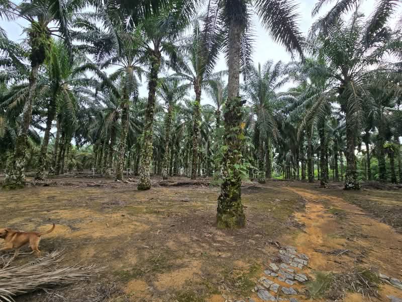 Industrial Land for Sale in Sungai Tiram (Ulu Tiram) - Terrence Gan - Ulu Tiram Sg Tiram 5.5 acres Lands - PropertyGuru.com.my
