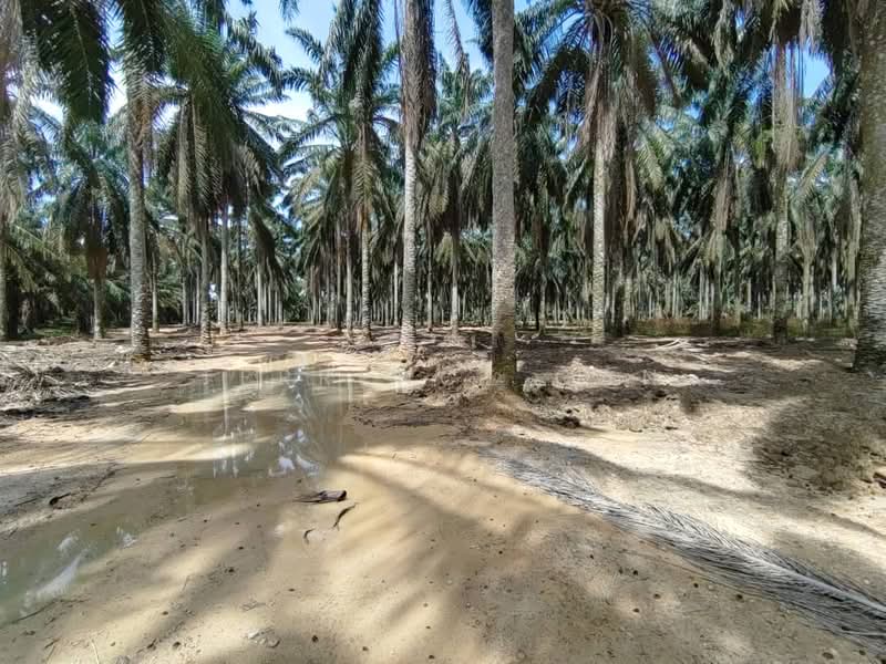 Industrial Land for Sale in Sungai Tiram (Ulu Tiram) - Terrence Gan - Exterior - PropertyGuru.com.my