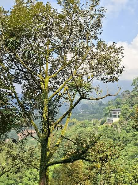 Hotel / Resort untuk Dijual di Janda Baik (Bentong) - Shirley Sai - PropertyGuru.com.my