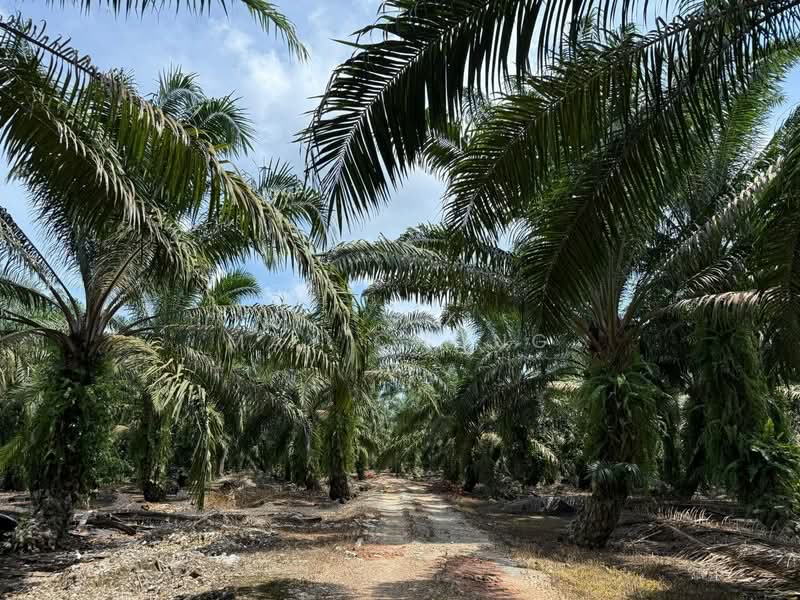 Agricultural Land for Sale in Pekan Nenas (Jeram Batu) - May Chong - Exterior - PropertyGuru.com.my