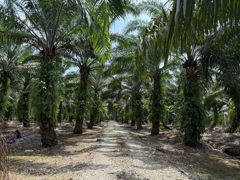 Agricultural Land for Sale in Pekan Nenas (Jeram Batu) - May Chong - Exterior - PropertyGuru.com.my