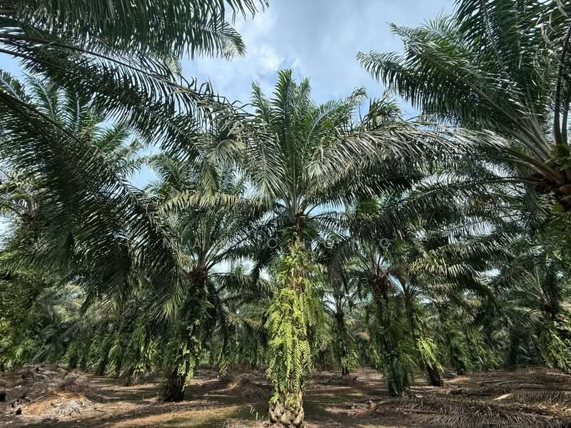 Agricultural Land for Sale in Pekan Nenas (Jeram Batu) - May Chong - Exterior - PropertyGuru.com.my