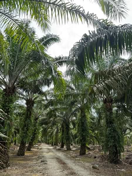 Agricultural Land for Sale in Pekan Nenas (Jeram Batu) - May Chong - Exterior - PropertyGuru.com.my