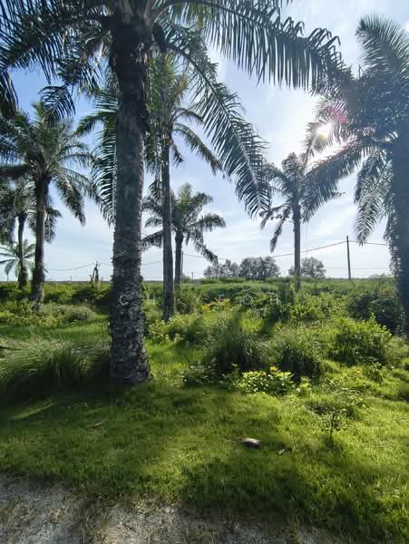 Tanah Pertanian untuk Disewa di Balik Pulau (Penang) - CH Yeoh - PropertyGuru.com.my