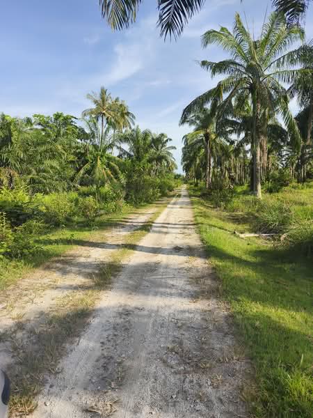 Tanah Pertanian untuk Disewa di Balik Pulau (Penang) - CH Yeoh - PropertyGuru.com.my