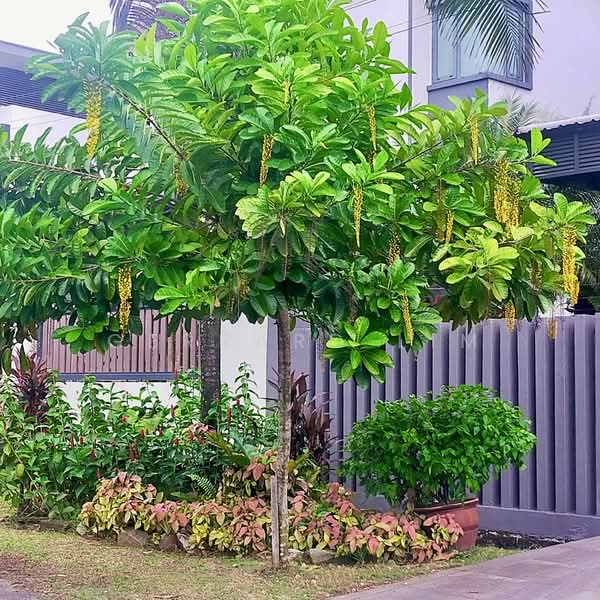 Bungalow for Sale in Usj 3 (Subang Jaya) - Gerrard Lim - PropertyGuru.com.my