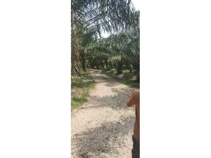 Agricultural Land for Sale in Pontian (Johor) - K S Ong - Exterior - PropertyGuru.com.my