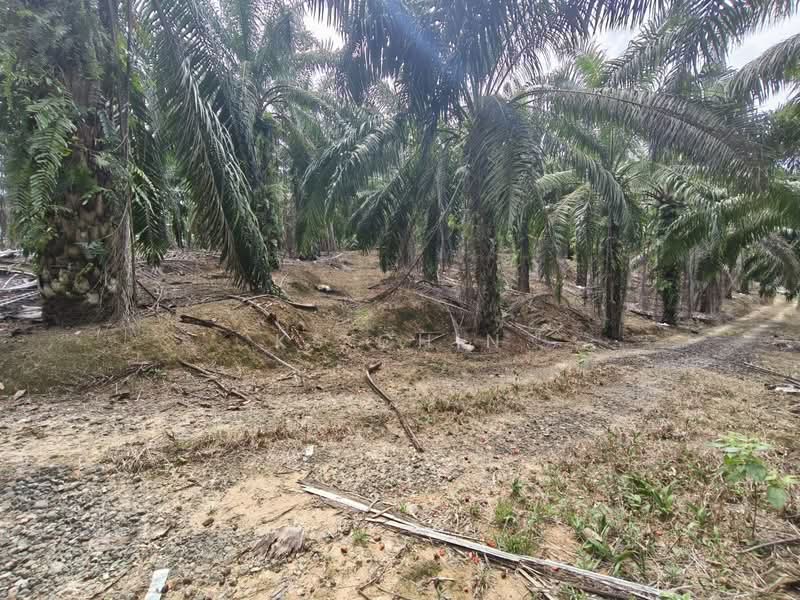 Agricultural Land for Sale in Kulai (Johor) - KS Chin - Exterior - PropertyGuru.com.my