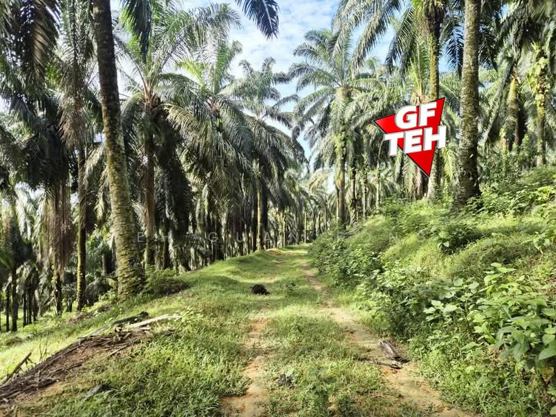 Agricultural Land for Sale in Bandar Baharu (Kedah) - Teh Guan Fong - Exterior - PropertyGuru.com.my