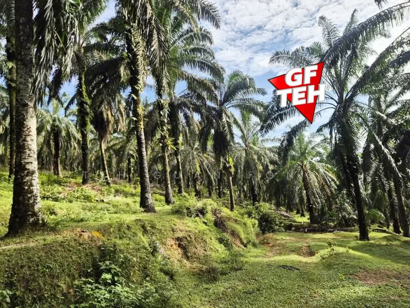Agricultural Land for Sale in Bandar Baharu (Kedah) - Teh Guan Fong - Exterior - PropertyGuru.com.my