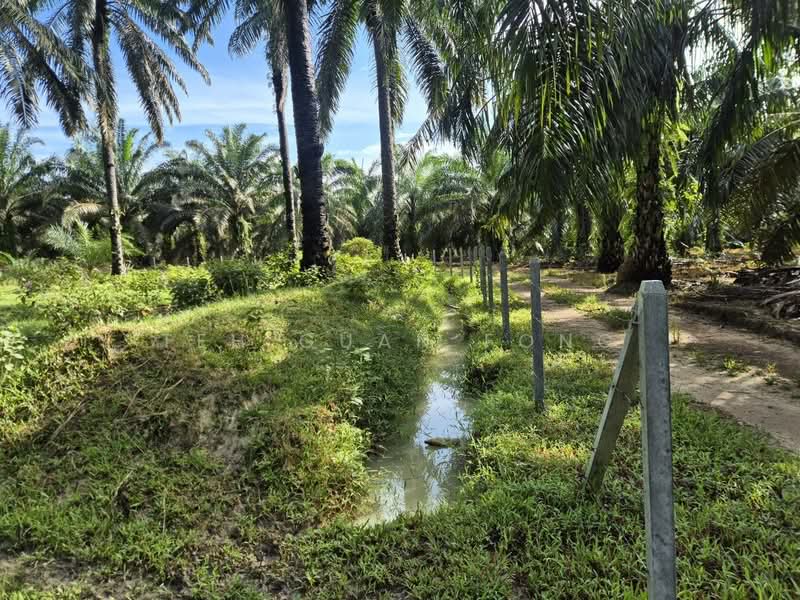 Agricultural Land for Sale in Bandar Baharu (Kedah) - Teh Guan Fong - Exterior - PropertyGuru.com.my