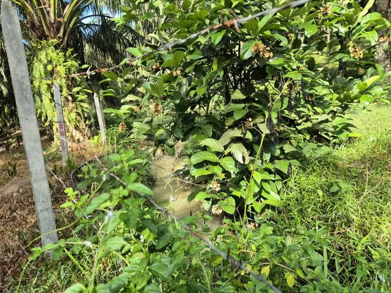 Agricultural Land for Sale in Bandar Baharu (Kedah) - Teh Guan Fong - Exterior - PropertyGuru.com.my