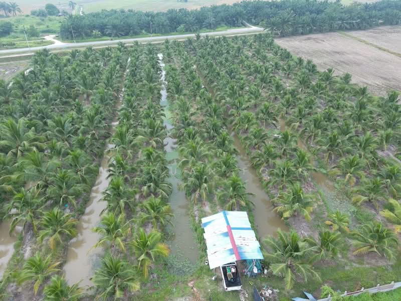 Agricultural Land for Sale in Nibong Tebal (Penang) - Teh Guan Fong - Exterior - PropertyGuru.com.my