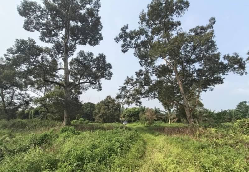Tanah Pertanian untuk Dijual di Pontian (Johor) - Vic Lim - PropertyGuru.com.my