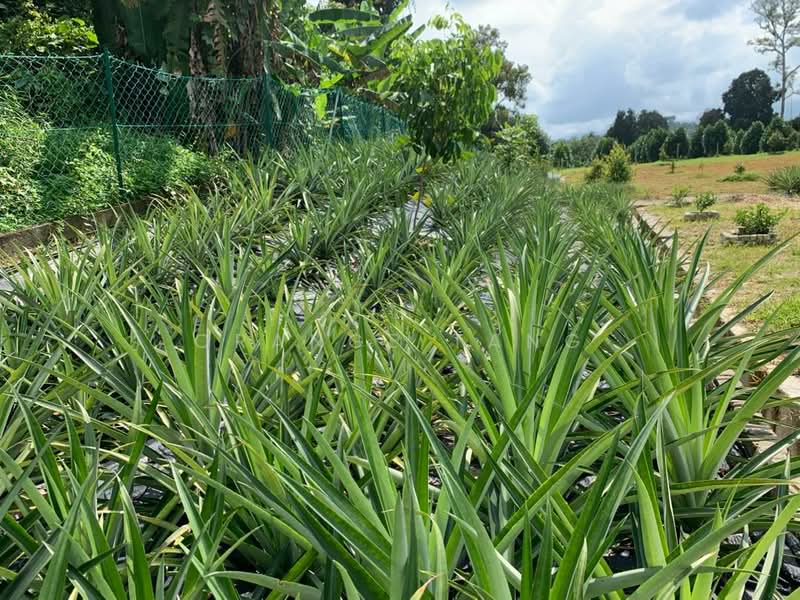 Tanah Pertanian untuk Dijual di Ulu Yam (Selangor) - Orange Tang - Garden - PropertyGuru.com.my