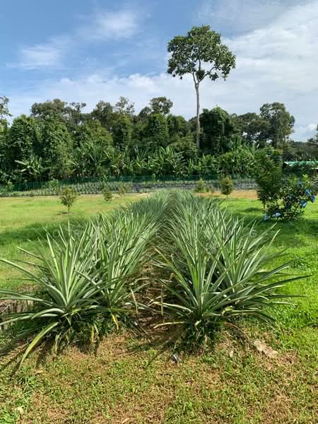 Tanah Pertanian untuk Dijual di Ulu Yam (Selangor) - Orange Tang - Garden - PropertyGuru.com.my
